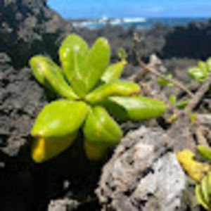 Meet your Posher, Chloe